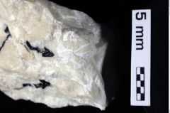 Foto (Detailansicht) von Decapoda indet. (NHMW-GEO-1990-0041-0380)